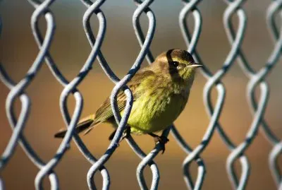 Fotografico-Aves,Rejas