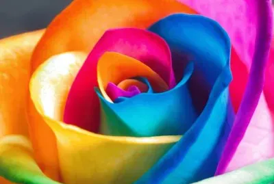 Arte Digital-Rosa jigsaw puzzle