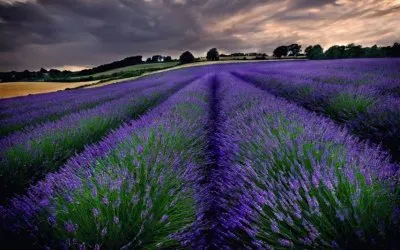 lavanda jigsaw puzzle
