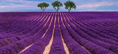 lavanda jigsaw puzzle