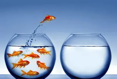 Artistico-Peces de Colores