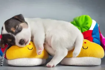 Fotografico-Cachorro