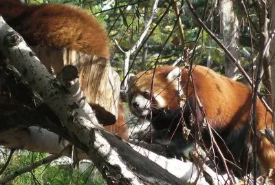 lion, tiger, red panda