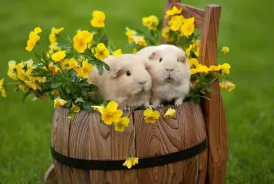 Animales-Cavia Porcellus... jigsaw puzzle