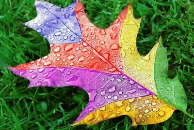 Fotografico-Naturaleza,Hoja jigsaw puzzle