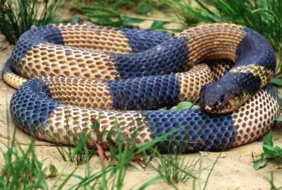 Fotografico-Cobra