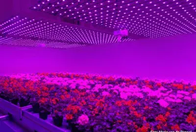 Plant Lab of the Future-Holland