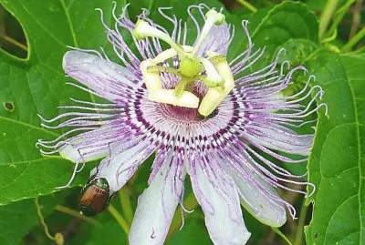 Passion flower with beetle
