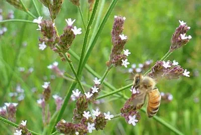 Tiny pale lavender wildflowers with bee