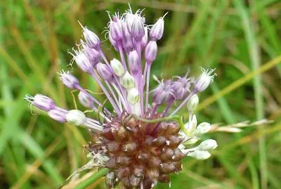 Flowering wild chives