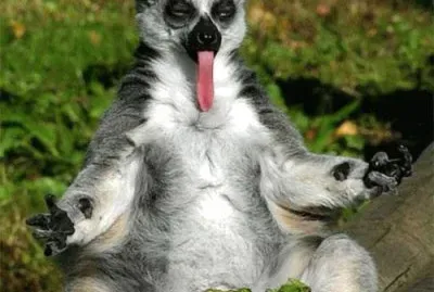 פאזל של photo 14