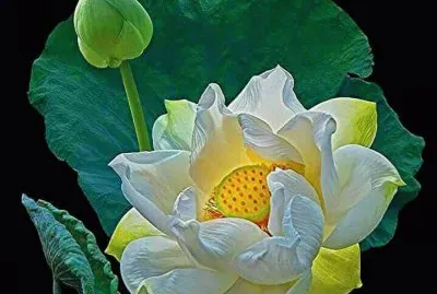 פאזל של imagens