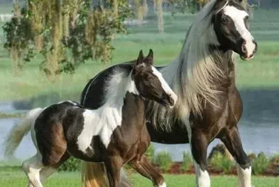 פאזל של imagens