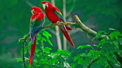 animais