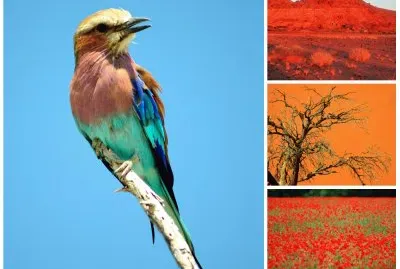 oiseau