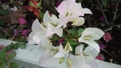 flores jigsaw puzzle