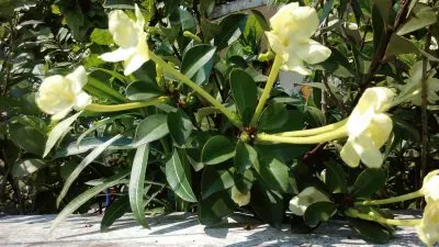 campanitas jigsaw puzzle