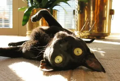 Our cats Beauregard and Napoleon