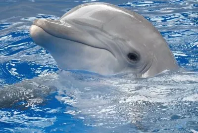 Animales-Delfin.jpg
