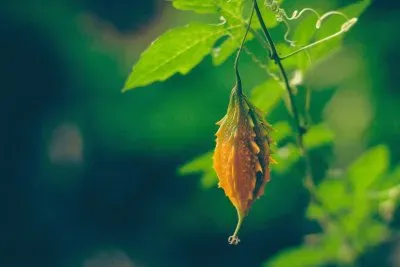 Melão de São Caetano jigsaw puzzle