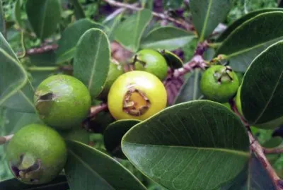 Araçá jigsaw puzzle