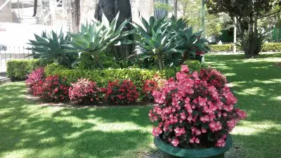 flores jigsaw puzzle