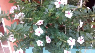 פאזל של florecillas