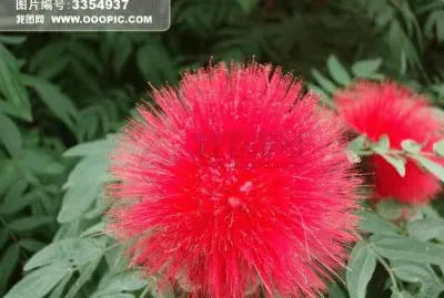 é²œèŠ±4 jigsaw puzzle