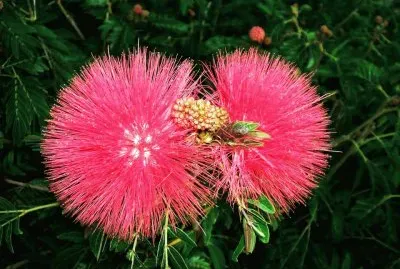 é²œèŠ±5 jigsaw puzzle