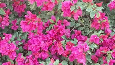 פאזל של bugambilia