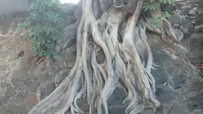 raÃ­ces