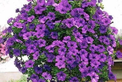 פאזל של imagens