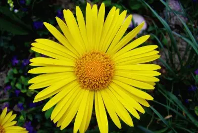 Fotografico,Margarita, Amarilla.jpg