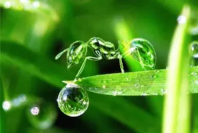 green ant jigsaw puzzle