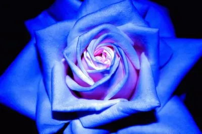 blu rose jigsaw puzzle