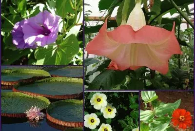 פאזל של flores