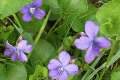 Wild violets