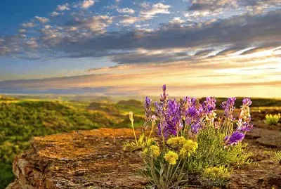 NATUREZA