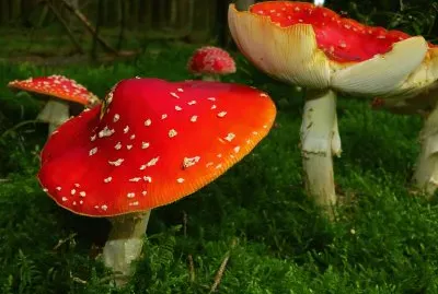 Amanita Muscaria, Setas .jpg jigsaw puzzle