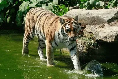 tiger 4 jigsaw puzzle