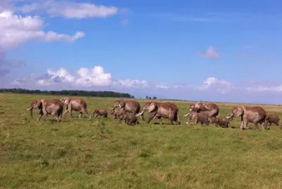 Manada de Elefantes