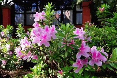 azalea jigsaw puzzle