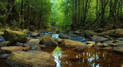 Reserva Florestal Sinharaja jigsaw puzzle