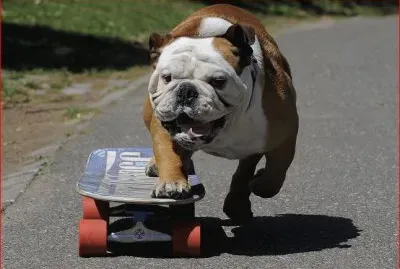 BULL EN PATINETA