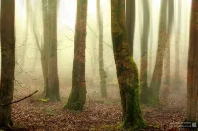 The memory of Leaves