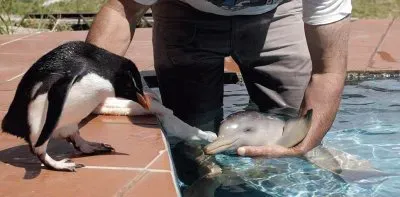 PingÃ¼ino y DelfÃ­n