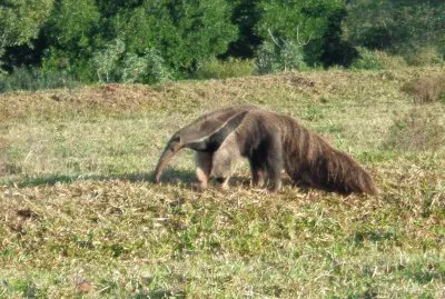 Tamanduá Bandeira jigsaw puzzle