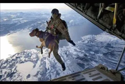 CÃ£es Paraquedistas jigsaw puzzle