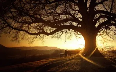 Ãrvore ao Entardecer