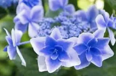 פאזל של ç´«é™½èŠ±